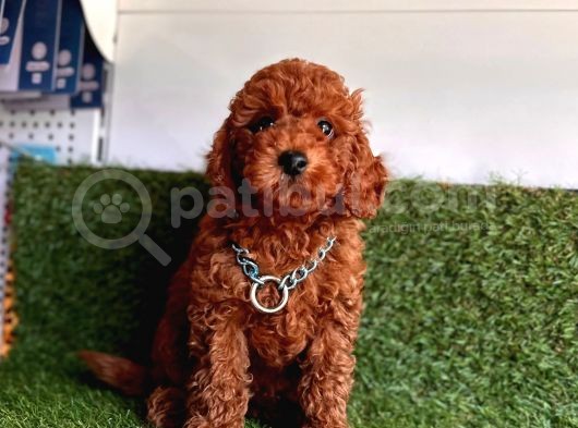 Her Evi̇n Neşesi̇ Toy Poodle  Yavrular görsel