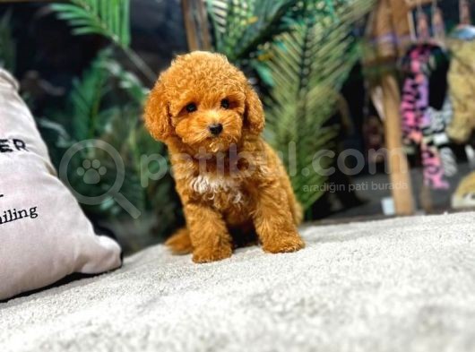 Eşsiz Renk Tonlarında Toy Poodle Yavrularımızı Ailenize Dahil Etmek İster Misiniz görsel