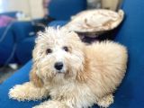 6 Aylık erkek minyatür poodle oğlumuz