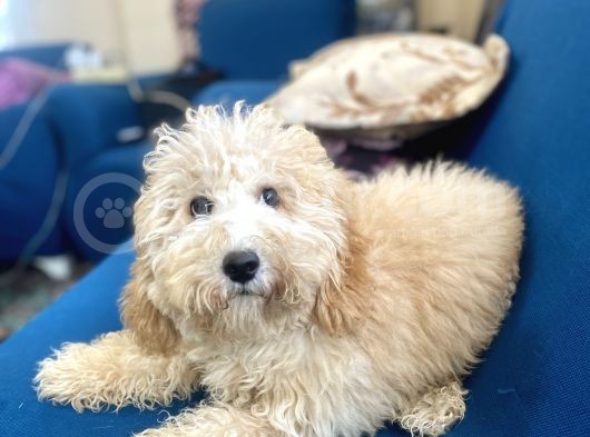 6 Aylık Erkek Minyatür Poodle Oğlumuz