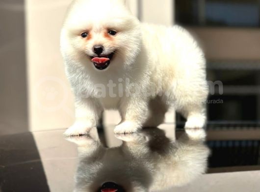 Ayı Surat Pomerian Yavrumuz görsel