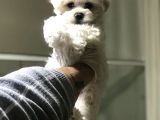 SAF IRK MALTESE YAVRULARIMIZ VONALP PET GÜVENCESİYLE