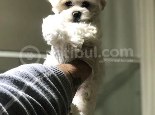 Saf Irk Maltese Yavrularimiz Vonalp Pet Güvencesi̇yle