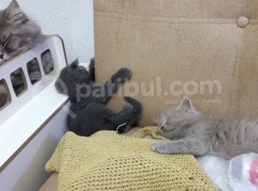 Ömürlük Aile Ariyoruz görsel
