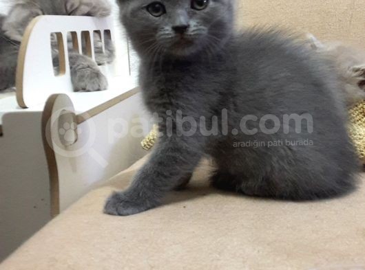 Ömürlük Aile Ariyoruz görsel