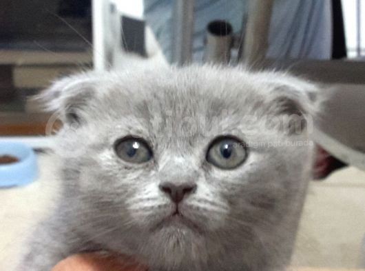 Ömürlük Aile Ariyoruz görsel