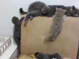Ömürlük aile ariyoruz
