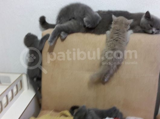 Ömürlük Aile Ariyoruz