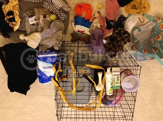 Toy Poodle Sahiplendirme görsel