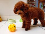 SAF IRK TOY POODLE YAVRULARIMIZ VONALP PET GÜVENCESİYLE