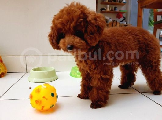 Saf Irk Toy Poodle Yavrularimiz Vonalp Pet Güvencesi̇yle