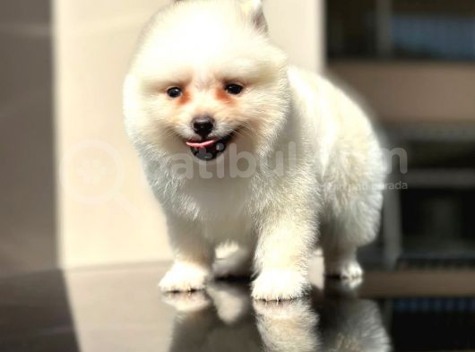 Ayı Surat Pomerian Yavrumuz görsel