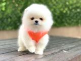 Orji̇nal Pomerani̇an Boo