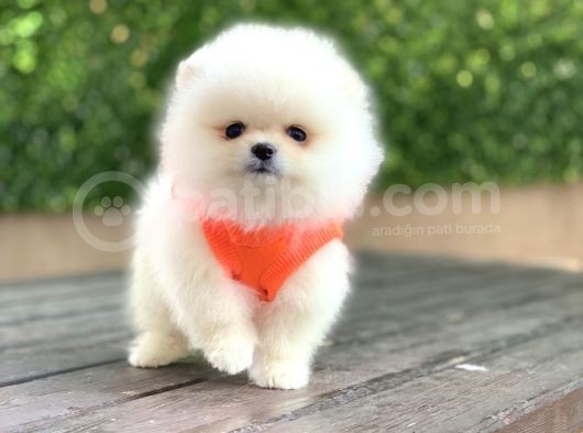 Orji̇nal Pomerani̇an Boo görsel