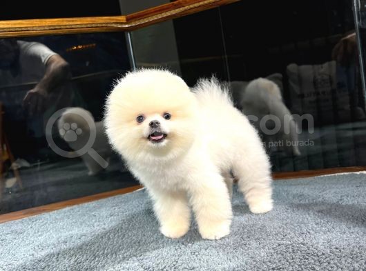 En Üst Kali̇te Pomerani̇an Bebekler görsel
