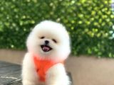 Orji̇nal Pomerani̇an Boo