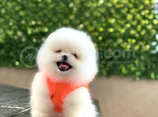 Orji̇nal Pomerani̇an Boo görsel