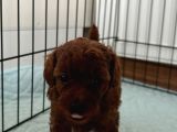 Poodle yavrular