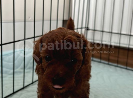 Poodle Yavrular