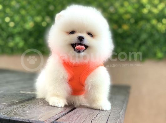 Orji̇nal Pomerani̇an Boo