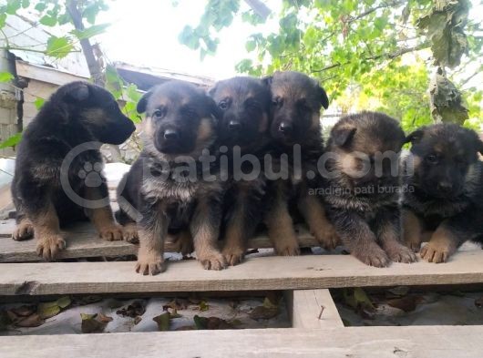 45 Günlük Alman Kurdu Yavruları