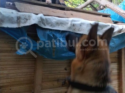 45 Günlük Alman Kurdu Yavruları görsel