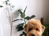 Toy Poodle Sahiplendirme