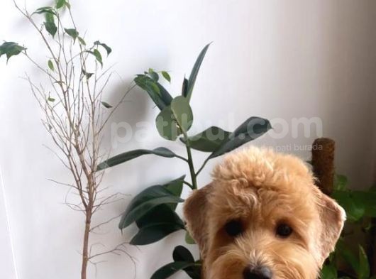 Toy Poodle Sahiplendirme görsel