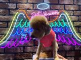toy poodle sahiplendirme