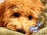 Toy Poodle Sahiplendirme