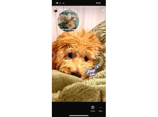 Toy Poodle Sahiplendirme görsel