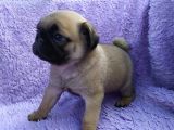 Irk ve Sağlık Garantili Pug Yavrular