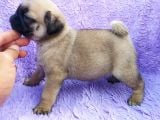 Irk Ve Sağlık Garantili Pug Yavrular