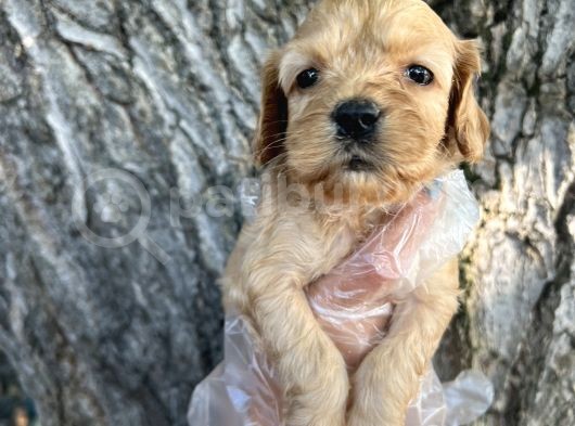 Her Ile Gönderim Sağladığımız Irk Garantili Cockapoo Yavrular görsel