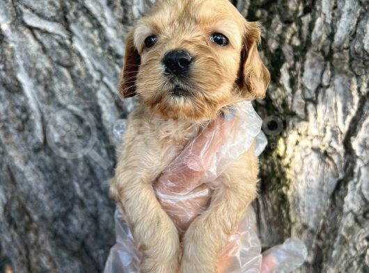 Her Ile Gönderim Sağladığımız Irk Garantili Cockapoo Yavrular görsel