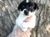 Irk Garantili Jack Russel Yavrular