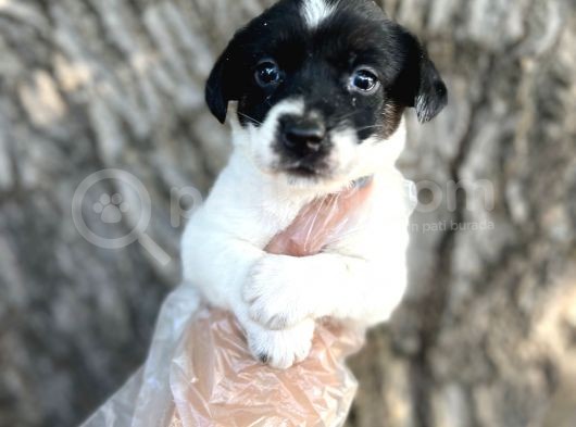 Irk Garantili Jack Russel Yavrular görsel