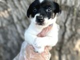 Irk Garantili Jack Russel Yavrular