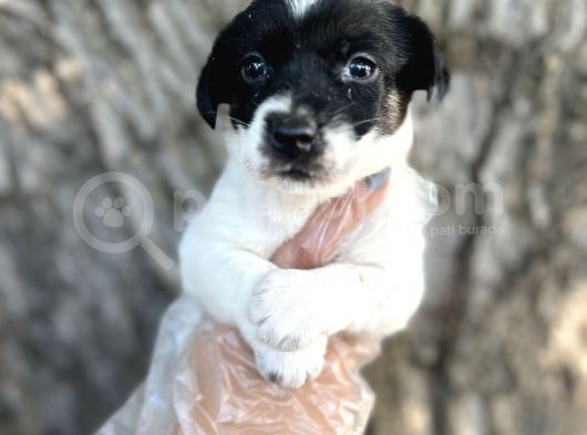 Irk Garantili Jack Russel Yavrular görsel