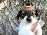 Irk Garantili Jack Russel Yavrular