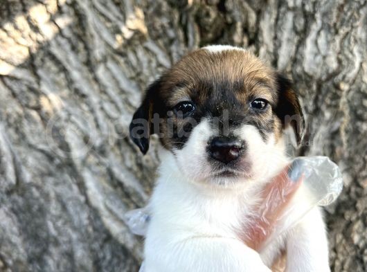 Irk Garantili Jack Russel Yavrular görsel