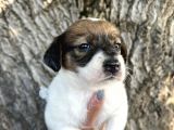 Irk Garantili Jack Russel Yavrular