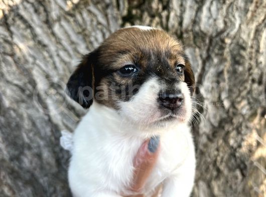 Irk Garantili Jack Russel Yavrular görsel