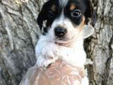 Irk Garantili Jack Russel Yavrular
