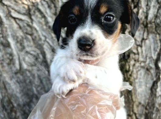 Irk Garantili Jack Russel Yavrular görsel