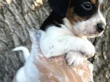 Irk Garantili Jack Russel Yavrular