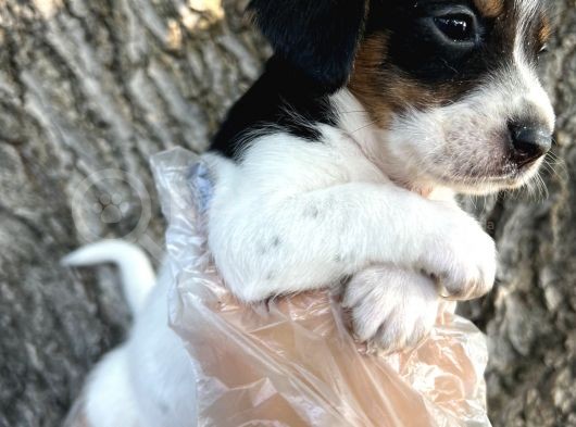 Irk Garantili Jack Russel Yavrular görsel