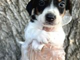 Irk Garantili Jack Russel Yavrular