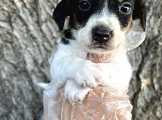 Irk Garantili Jack Russel Yavrular