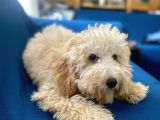 6 Aylık Erkek Minyatür Poodle Oğlumuz